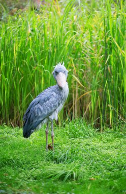 Kameraya bakarak shoebill