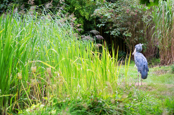 Shoebill in the nature