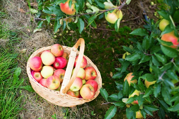 Äpfel im Korb — Stockfoto