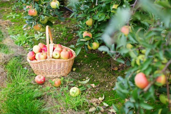 Äpfel im Korb — Stockfoto