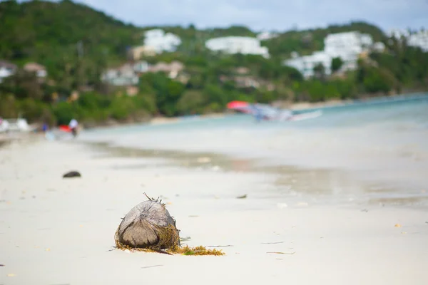 Coco na praia — Fotografia de Stock