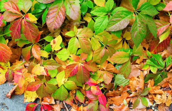 Leaves background — Stock Photo, Image