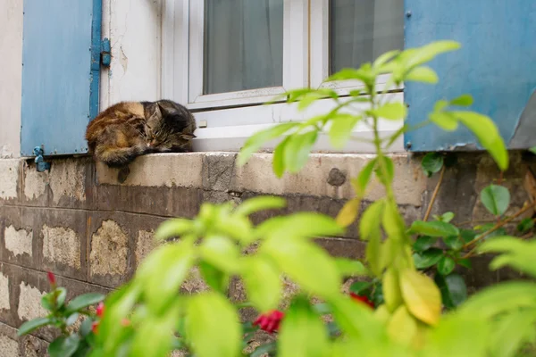 家の窓の土台の上で眠っている猫 — ストック写真