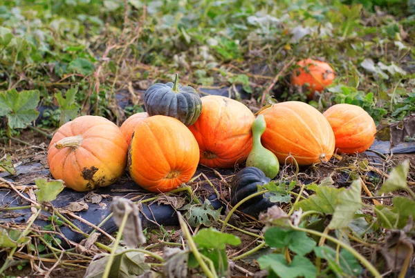 Pumpkins on the field — Stock Photo, Image