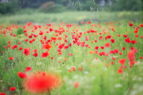 Beautiful poppies on the green field — Stock Photo, Image