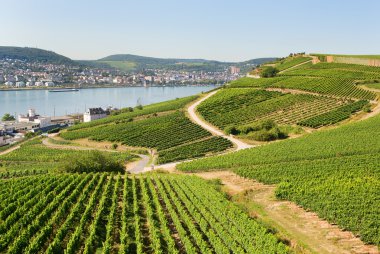 Rudesheim am Rhein 'daki üzüm bağları