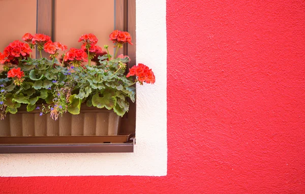 Fenêtre décorée avec de belles fleurs de géranium — Photo