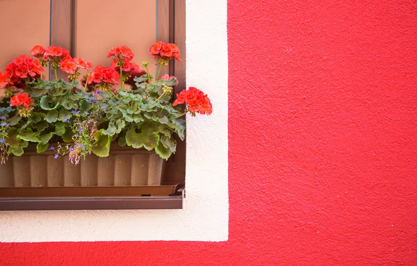 Janela decorada com belas flores de gerânio — Fotografia de Stock