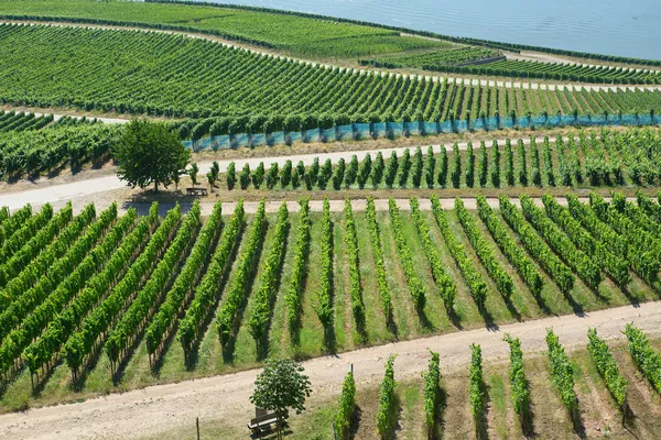 Winnice w rudesheim am rhein — Zdjęcie stockowe