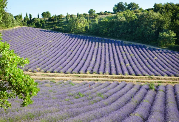 Beautiful lavender field in France — Stock Photo, Image