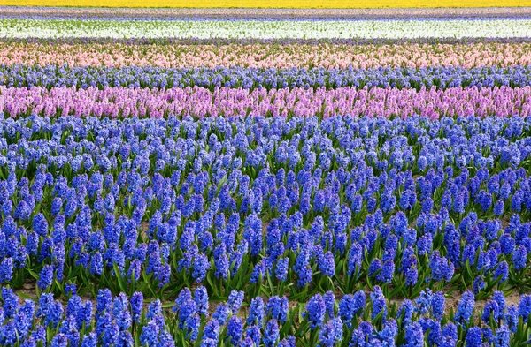 Belos campos de jacinto na Holanda — Fotografia de Stock