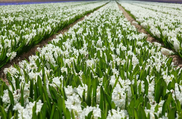 Pole krásných bílých hyacinty v Holandsku — Stock fotografie