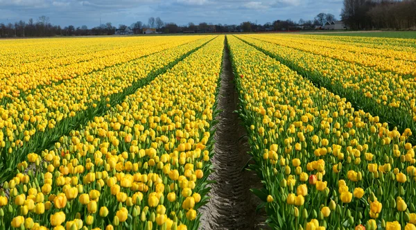 Rows of yellow tulips in Dutch countryside — Stock Photo, Image