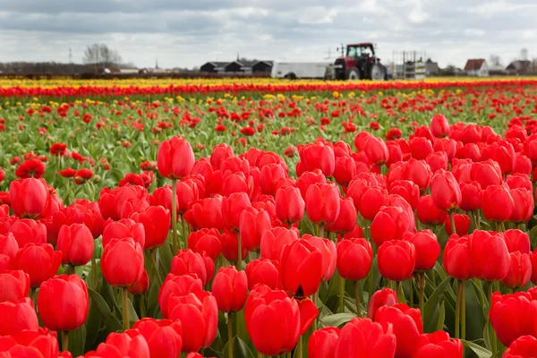 Red tulips in Dutch countryside — Stock Photo, Image
