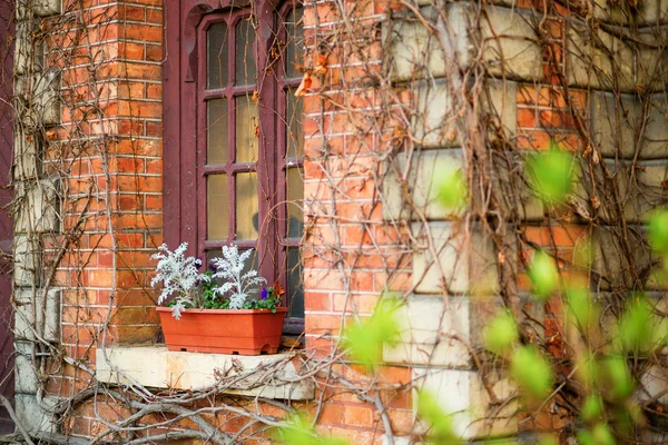 Fenêtre avec pot de fleurs — Photo