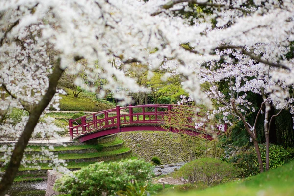 Flores de cerezo en un jardín japonés — Foto de Stock