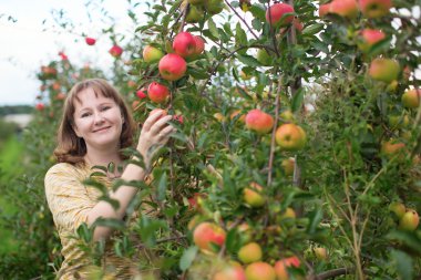Kız bir çiftlikte elma toplama