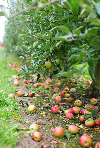 Зрізати яблука на землі в аплетному саду — стокове фото