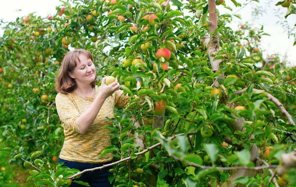 女の子の農場でリンゴを収集 — ストック写真