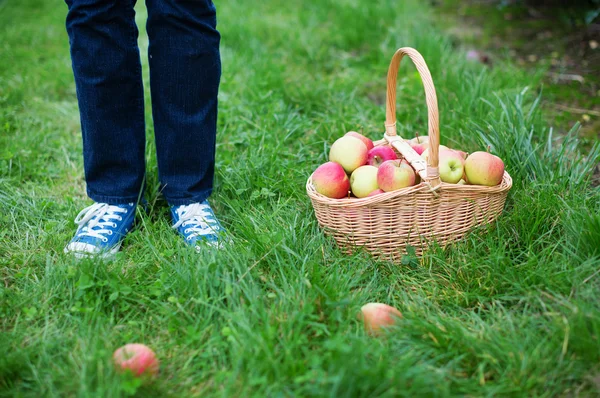 Organická jablka v košíku — Stock fotografie