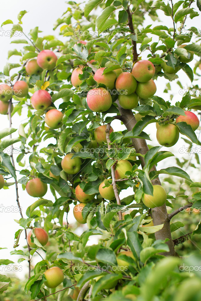 ripe apples on the ground in an appletree garden