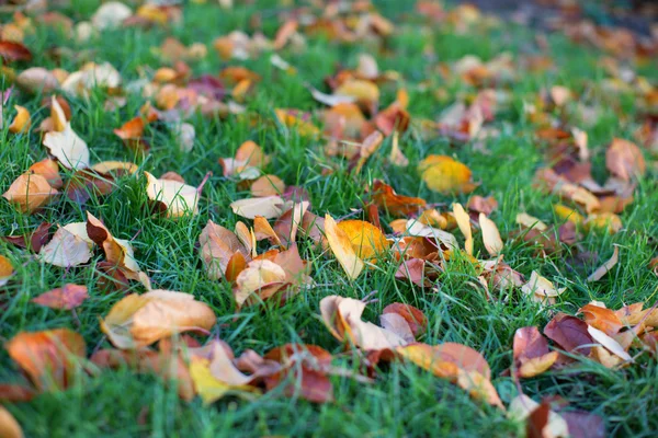 Coloridas hojas de otoño en el suelo — Foto de Stock