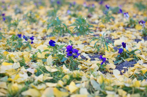 Heartseases and fallen leaves — Stock Photo, Image