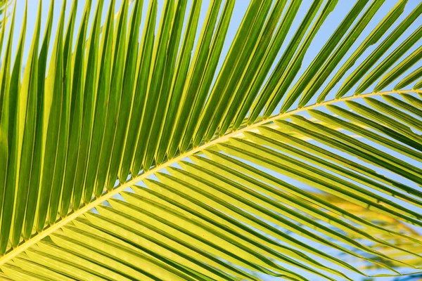 Close-up van een grote groene palmtak — Stockfoto