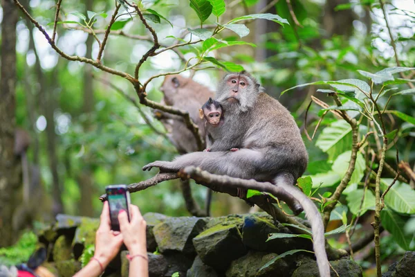 Tourist taking picture of monkey family — Stock Photo, Image