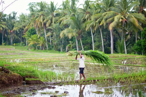 Man som arbetar på risfälten nära ubud, bali — Stockfoto