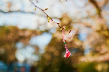 Kırmızı ve beyaz MARTISOR) Odası (- ilk bahar günü geleneksel sembolü ile kiraz çiçek açması ağacının dalını