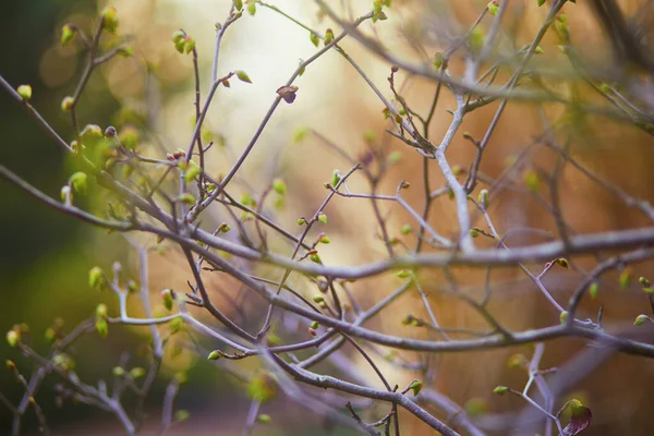 Ağaç Dalı Ile Ilk Yeşil Üzerinde Bir Bahar Gününde Bırakır — Stok fotoğraf