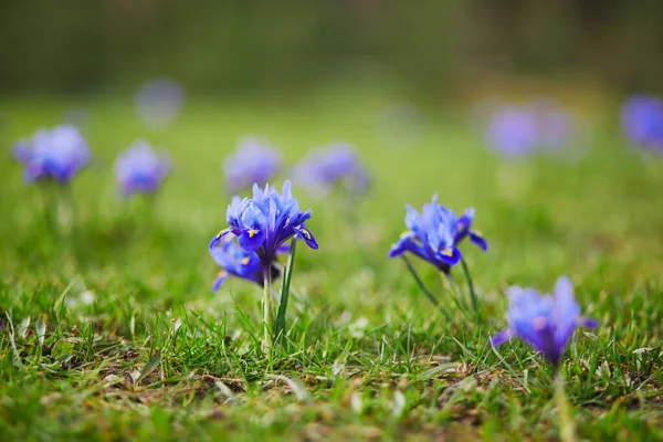Hermoso Iris Azul Hierba Verde Día Primavera —  Fotos de Stock