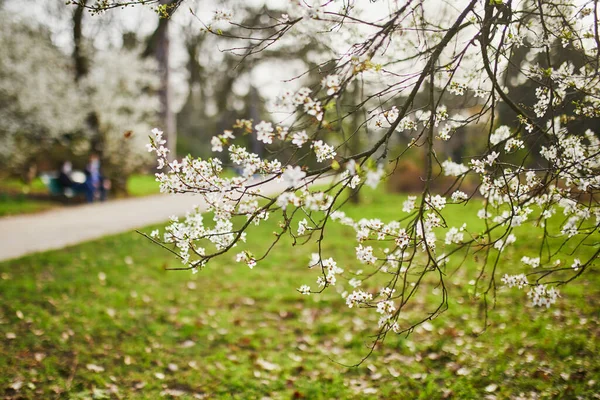 春の日に白い花が咲く美しいリンゴの木 — ストック写真