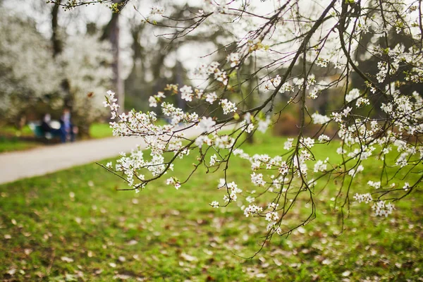 Vackert Äppelträd Som Blommar Med Vita Blommor Vårdag — Stockfoto