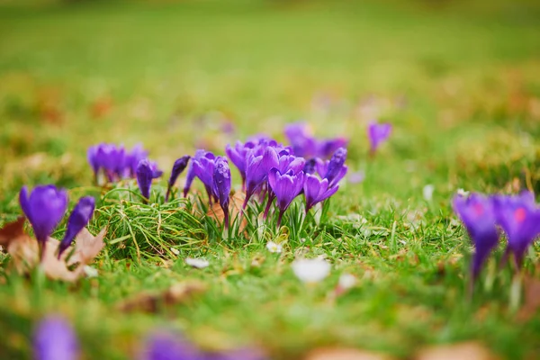 Hermosos Cocodrilos Púrpura Hierba Verde Día Primavera —  Fotos de Stock