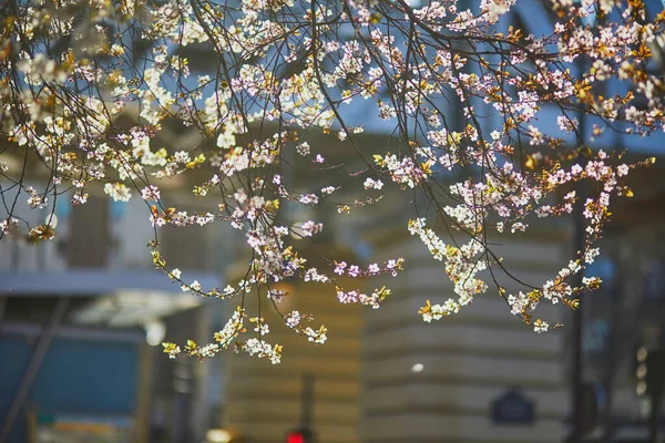 Zweig Eines Kirschblütenbaums Mit Schönen Rosa Blüten Der Nähe Eines — Stockfoto