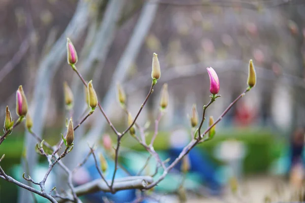 Flores Magnolia Rosa Día Primavera Palais Royale París Francia — Foto de Stock