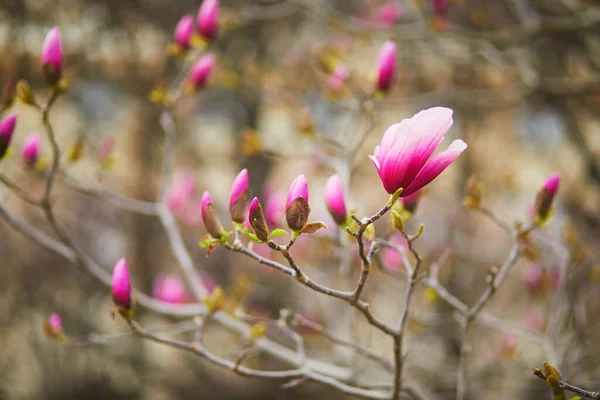 Рожева Магнолія Цвіте Весняний День Паризькому Палаці Франція — стокове фото