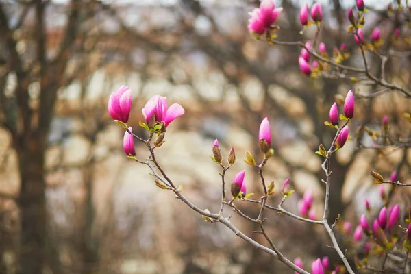 パリのパレ ロワイヤルで春の日にピンクのマグノリアの木の花 — ストック写真