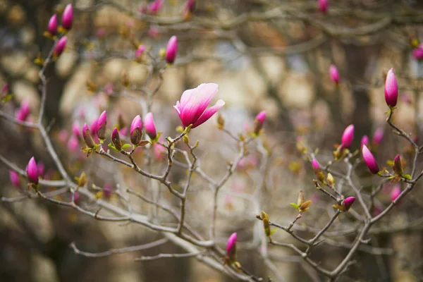 パリのパレ ロワイヤルで春の日にピンクのマグノリアの木の花 — ストック写真