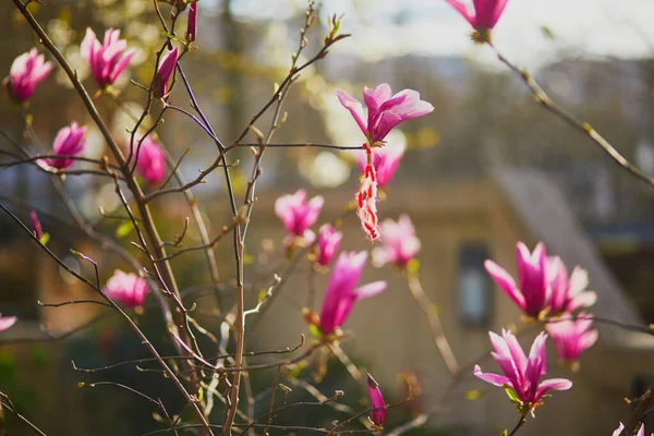 粉红木兰花 红白相间 是春天第一天的传统象征 — 图库照片