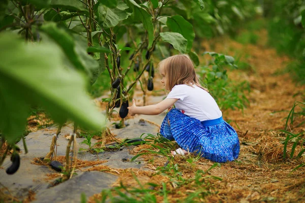 Çiftlikten taze organik patlıcan toplayan sevimli bir kız. Küçük çocuklar için lezzetli sebzeler. Küçük çocuklar için açık hava yaz aktiviteleri. Sağlıklı beslenme