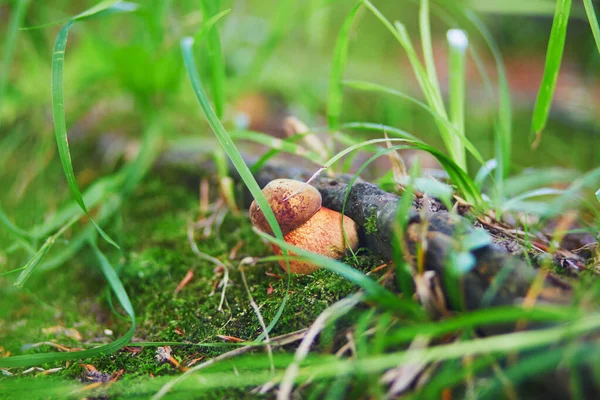 Een Bronskleurig Paddestoel Bos Aan Een Herfstdag — Stockfoto