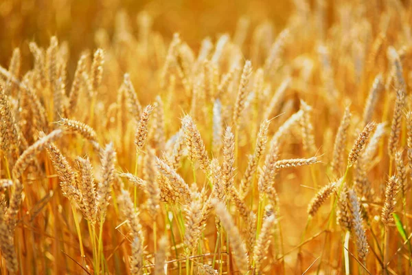 Öron Gyllene Vete Fältet Natursköna Landsbygdslandskap Bakgrund Mognande Spikar Vetefält — Stockfoto