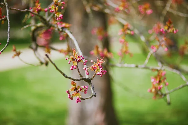 春の日に美しいピンクの桜が咲き始める — ストック写真