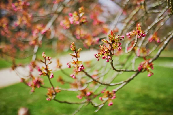 Krásná Růžová Třešeň Květ Strom Začíná Kvést Jaře — Stock fotografie