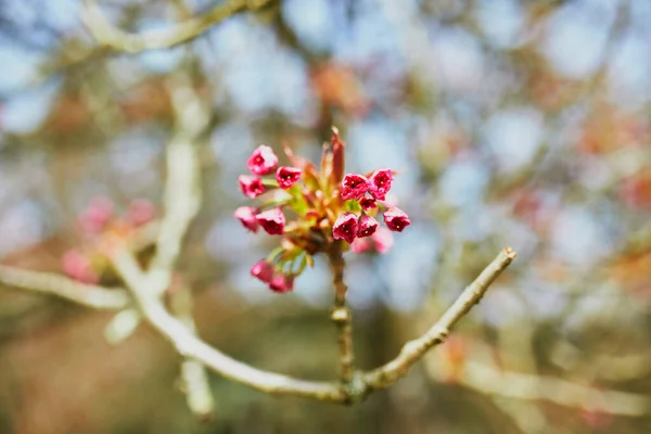 Schöner Rosa Kirschblütenbaum Der Einem Frühlingstag Blühen Beginnt — Stockfoto