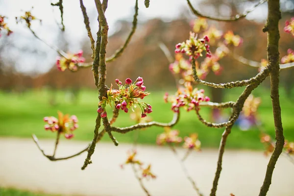 Mooie Roze Kersenbloesem Boom Begint Bloeien Een Lentedag — Stockfoto