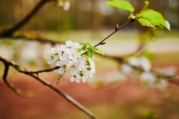 春天的一天 美丽的白梨树盛开 — 图库照片